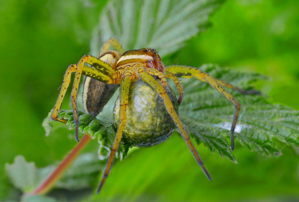 Dolomedes fimbriatus