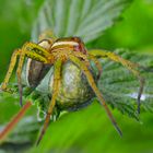 Dolomedes fimbriatus