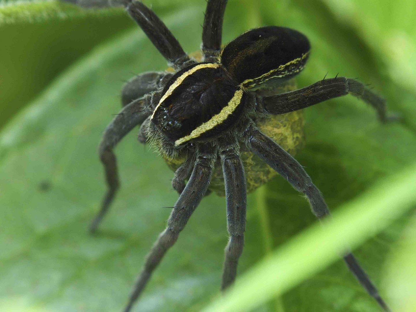 DOLOMEDES FIMBRIATUS Foto & Bild | tiere, wildlife, spinnen Bilder auf ...