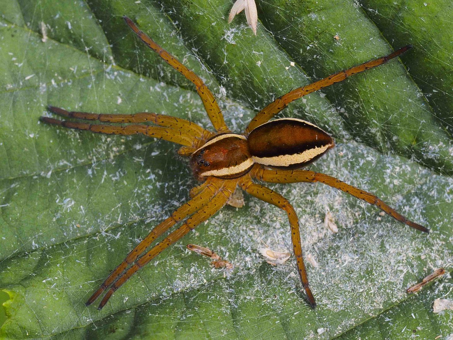 DOLOMEDES FIMBRIATUS