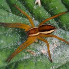 DOLOMEDES FIMBRIATUS