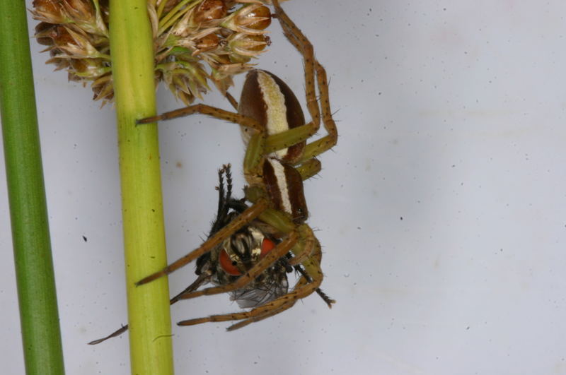 Dolomedes fimbriatus - Danke an Karsten und Wolfgang