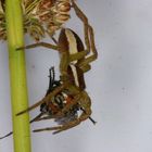 Dolomedes fimbriatus - Danke an Karsten und Wolfgang