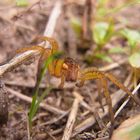 dolomedes fimbriatus