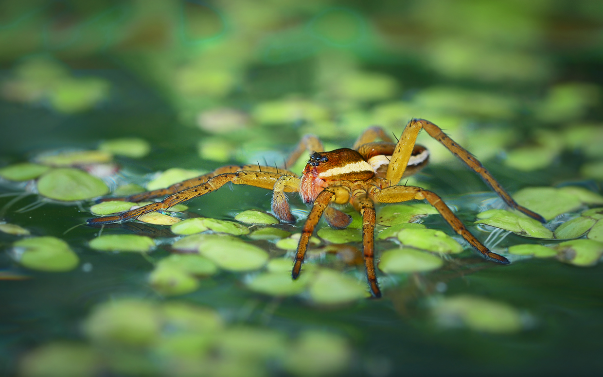 Dolomedes fimbriatus