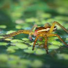 Dolomedes fimbriatus