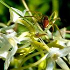 Dolomedes fimbriatus (Gerandete Jagdspinne) auf Plantanthera chlorantha (Grünliche Waldhyazinthe)