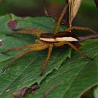 Dolomedes fimbriatus in Bottrop