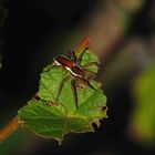 Dolomedes fimbriatus in Bottrop