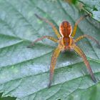 Dolomedes fimbriatus in Bottrop-Kirchhellen !