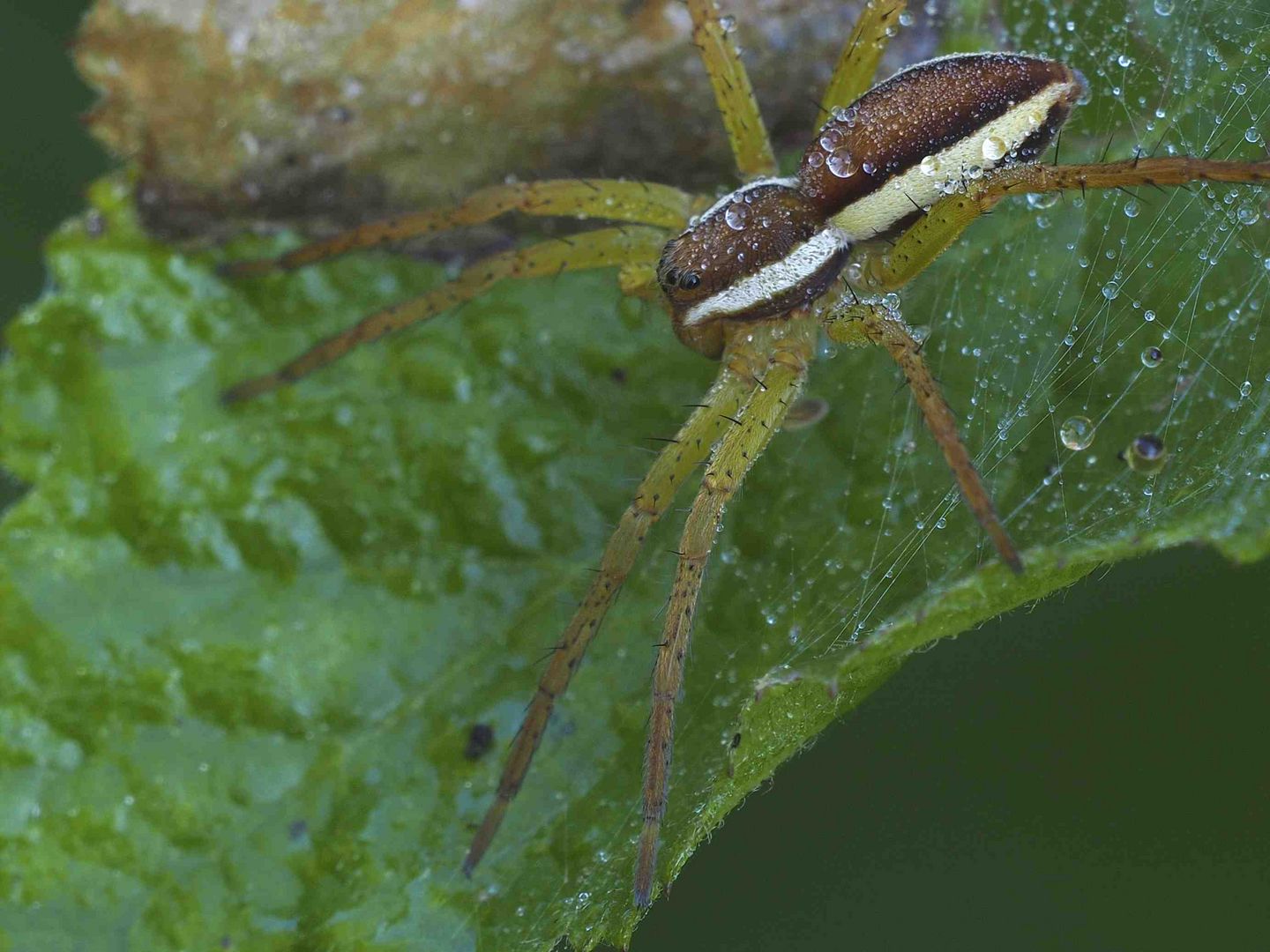 Dolomedes fimbriatus Männchen