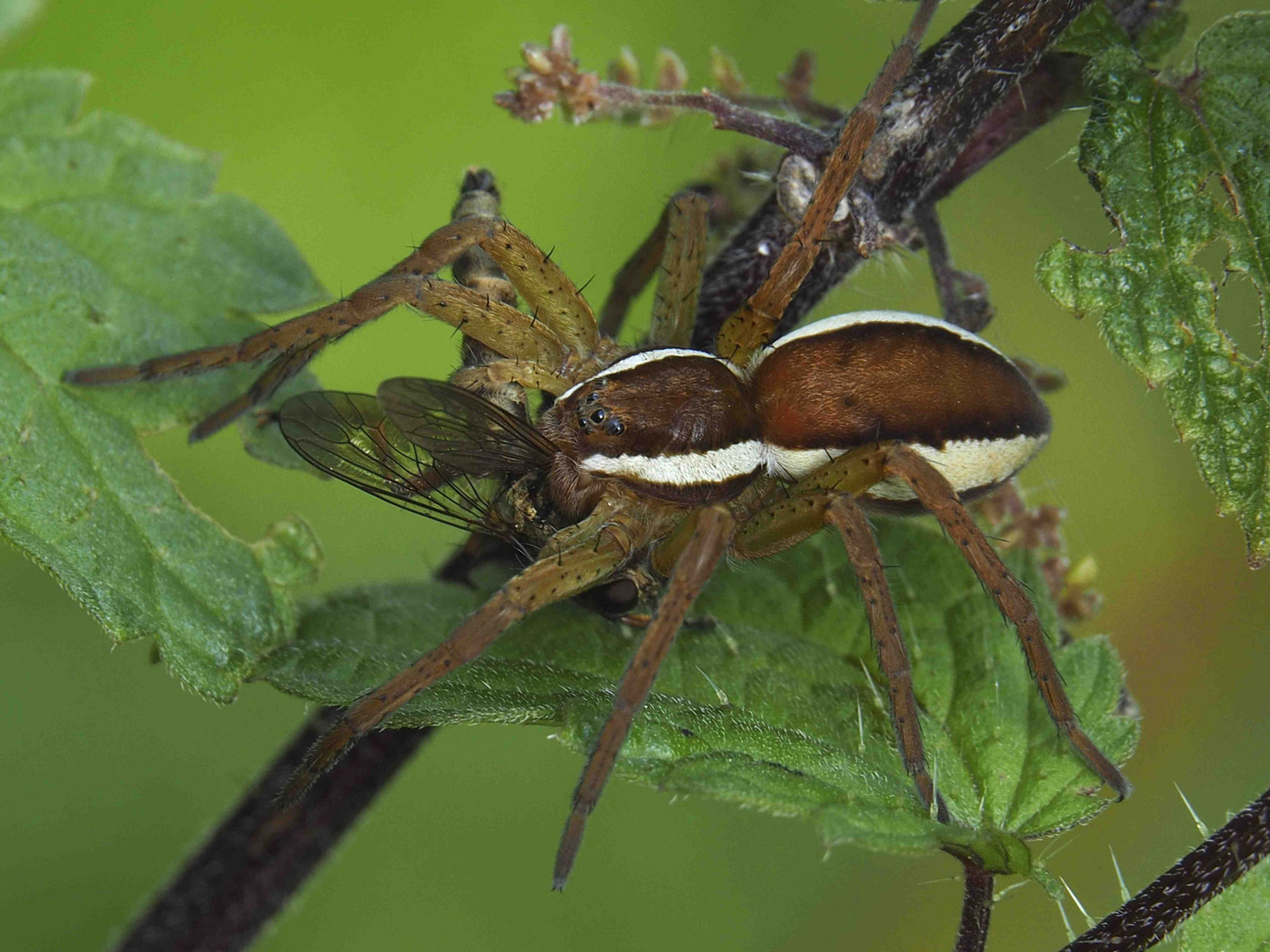 Dolomedes fimbriatus mit Beute