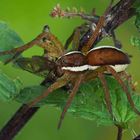 Dolomedes fimbriatus mit Beute