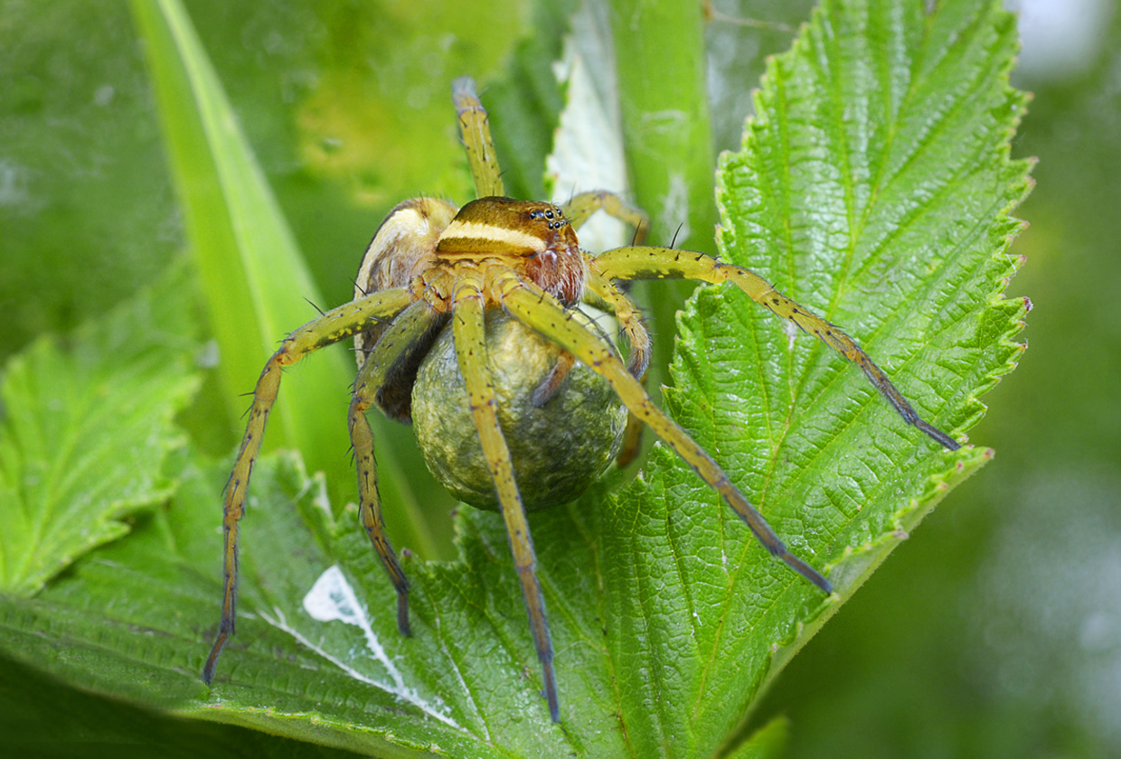 Dolomedes fimbriatus mit Eikokon