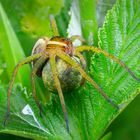 Dolomedes fimbriatus mit Eikokon