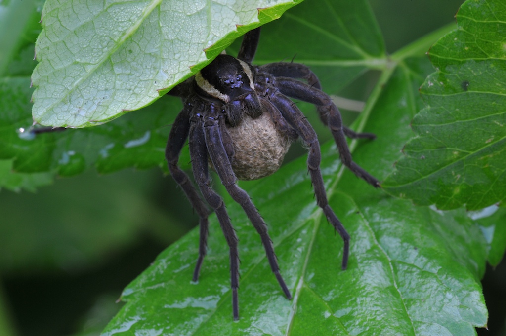 DOLOMEDES FIMBRIATUS MIT KOKON !