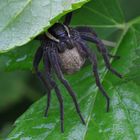 DOLOMEDES FIMBRIATUS MIT KOKON !