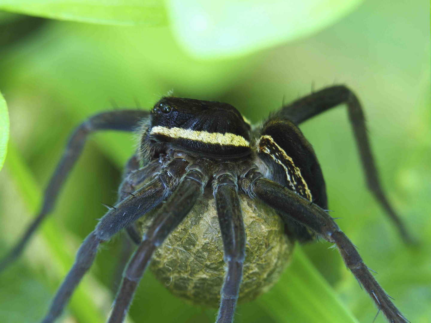 DOLOMEDES FIMBRIATUS MIT KOKON