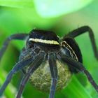 DOLOMEDES FIMBRIATUS MIT KOKON