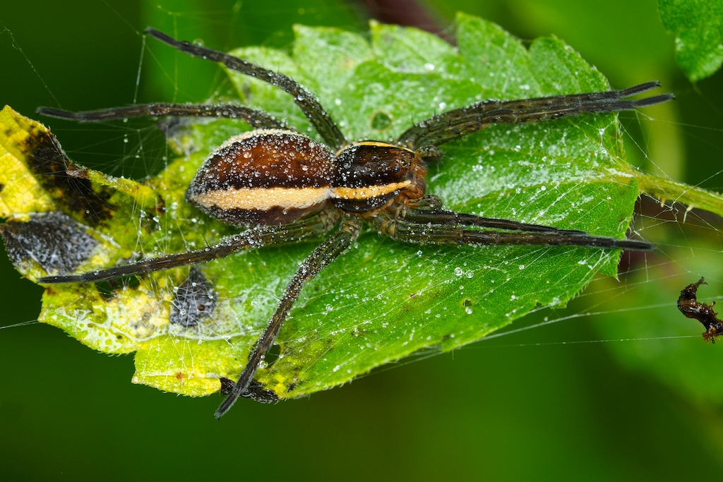 DOLOMEDES FIMBRIATUS MIT MORGENTAU