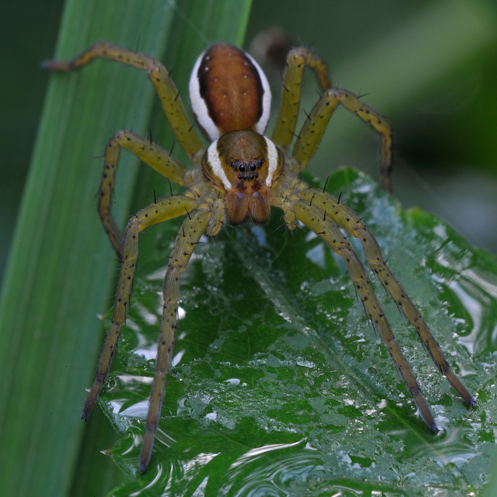 Dolomedes fimbriatus o. D. plantarius ?