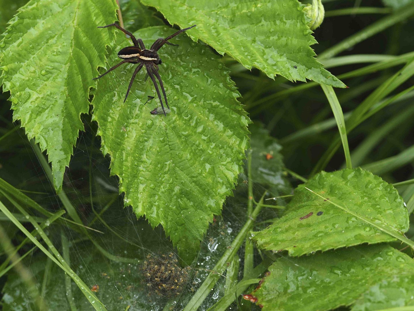 DOLOMEDES - MUTTER MIT KINDERN