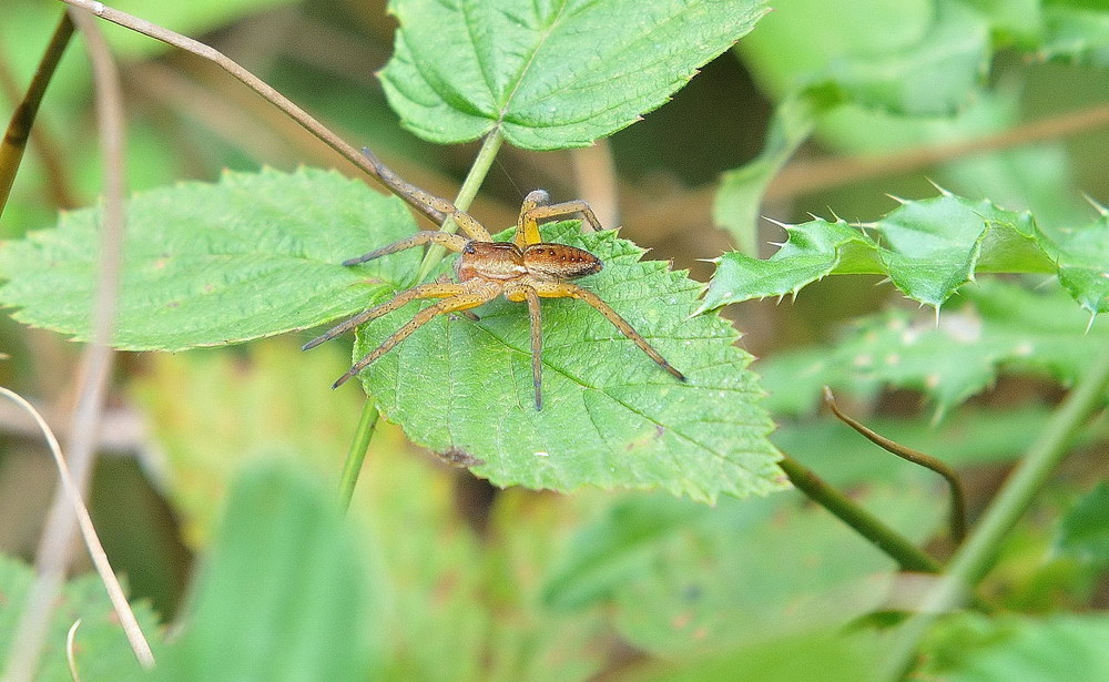 Dolomedes plantarius ?