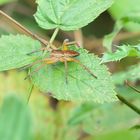 Dolomedes plantarius ?