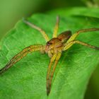 Dolomedes plantarius