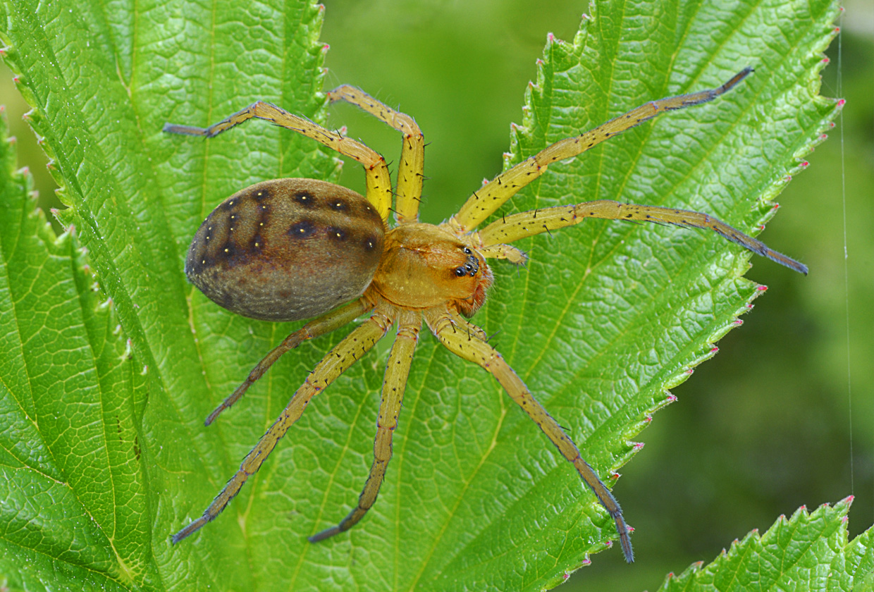 Dolomedes plantarius, Draufsicht