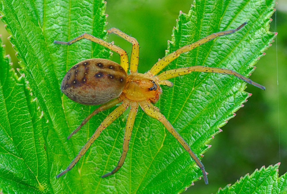 Dolomedes plantarius, Draufsicht