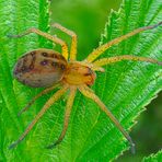 Dolomedes plantarius, Draufsicht