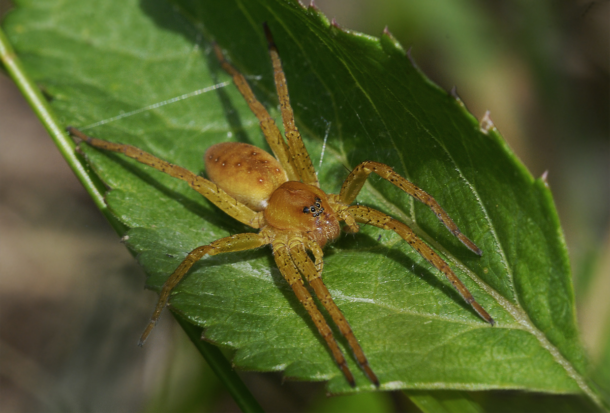 Dolomedes plantarius