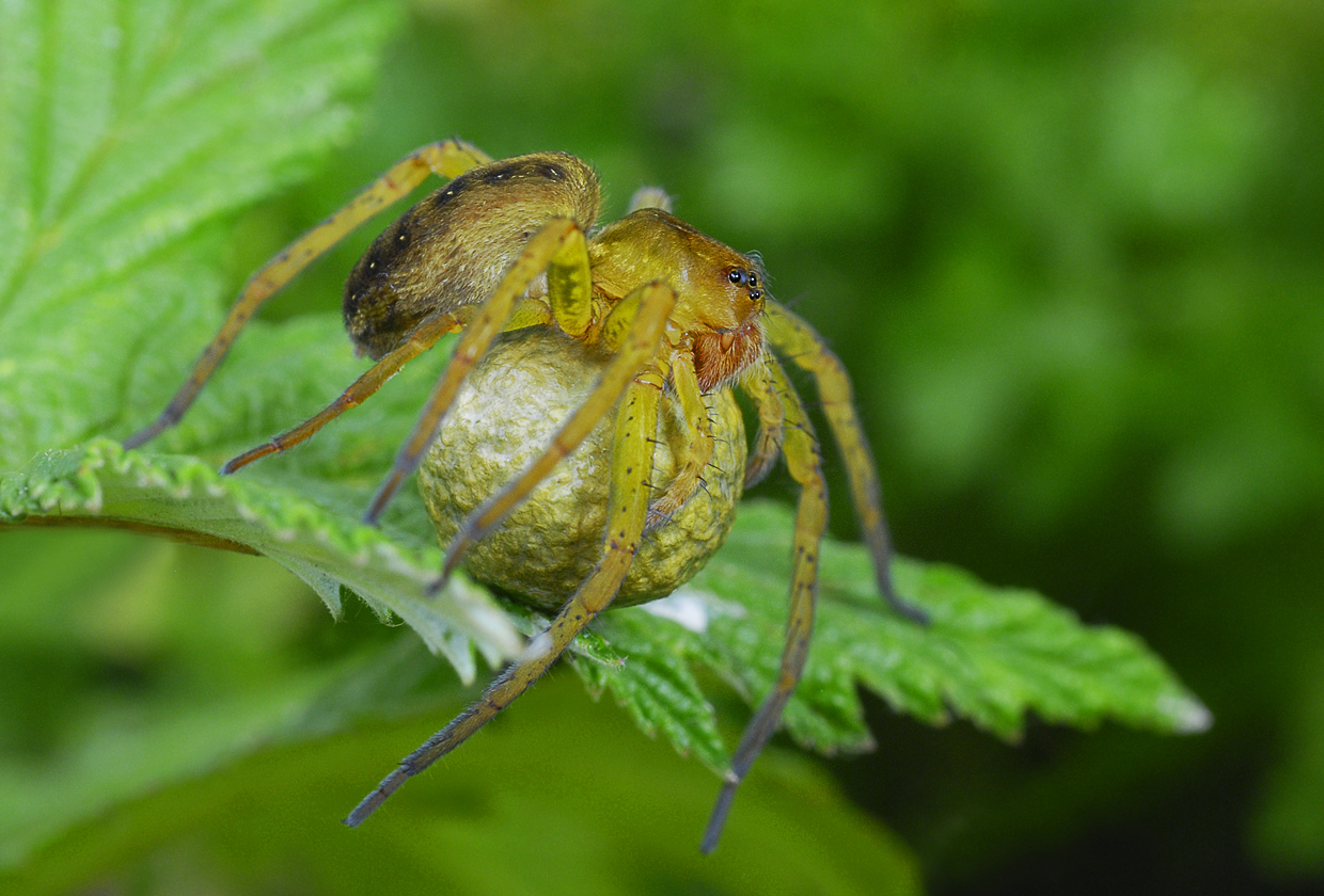 Dolomedes plantarius mit Eikokon