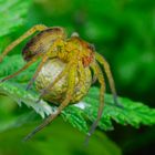 Dolomedes plantarius mit Eikokon