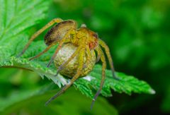 Dolomedes plantarius mit Eikokon