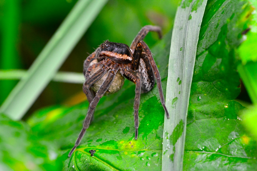 DOLOMEDES PLANTARIUS MIT KOKON !