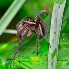 DOLOMEDES PLANTARIUS MIT KOKON !