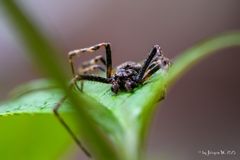 Dolomedes Sling