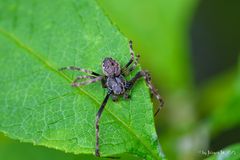 Dolomedes Sling
