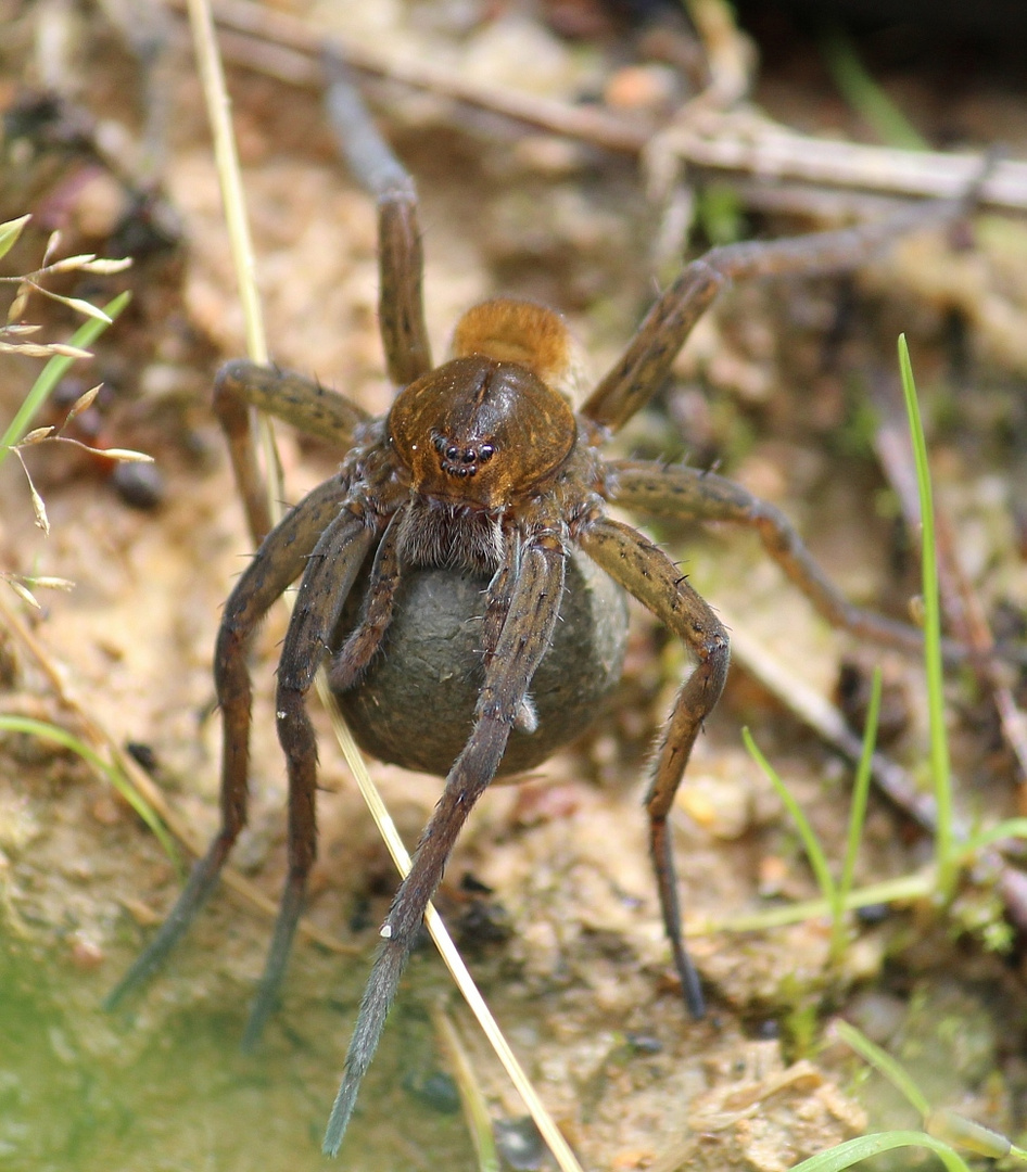 Dolomedes sp.