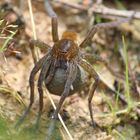 Dolomedes sp.