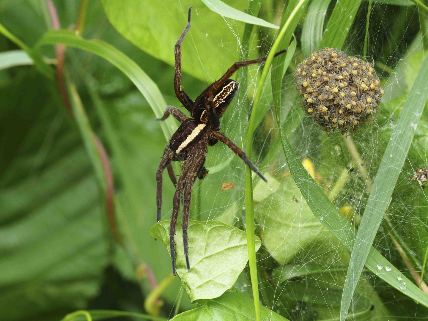 DOLOMEDES - SPINNE MIT NACHWUCHS