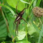 DOLOMEDES - SPINNE MIT NACHWUCHS