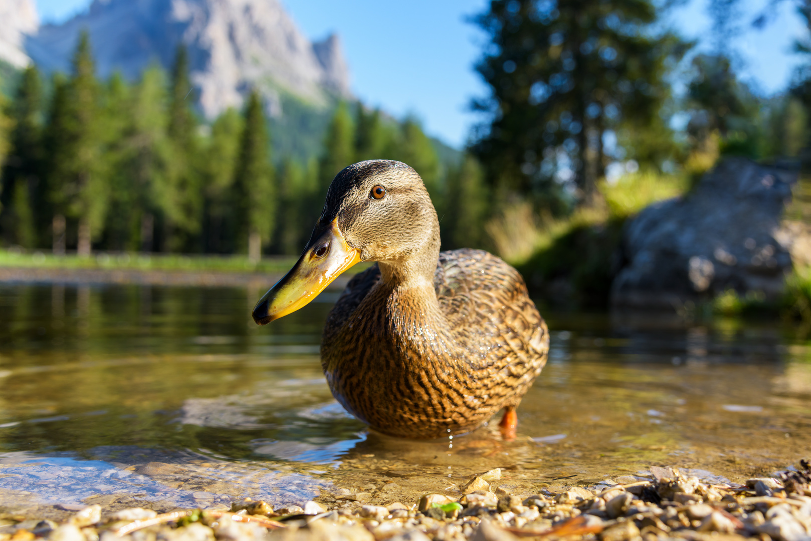 Dolomite duck