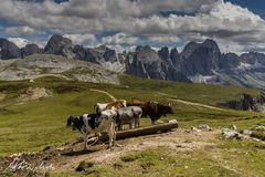 Dolomiten 18 - Schlern