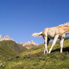 Dolomiten 2007