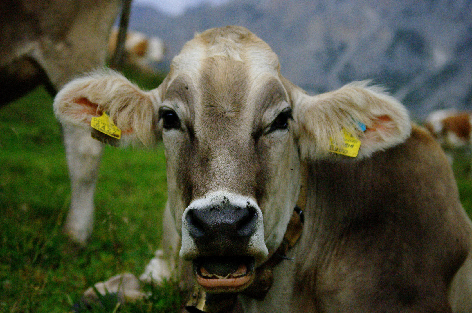 Dolomiten 2010 - Aufgebrachte Kuh