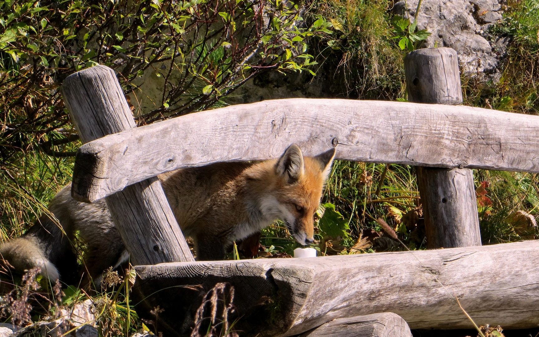 Dolomiten Fuchs findet Leckerbissen !