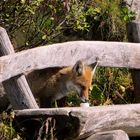 Dolomiten Fuchs findet Leckerbissen !